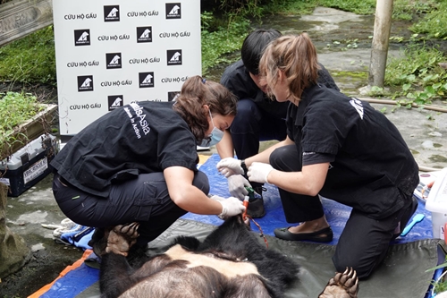 Tổ chức động vật châu Á cứu hộ thành công 2 cá thể gấu ngựa

